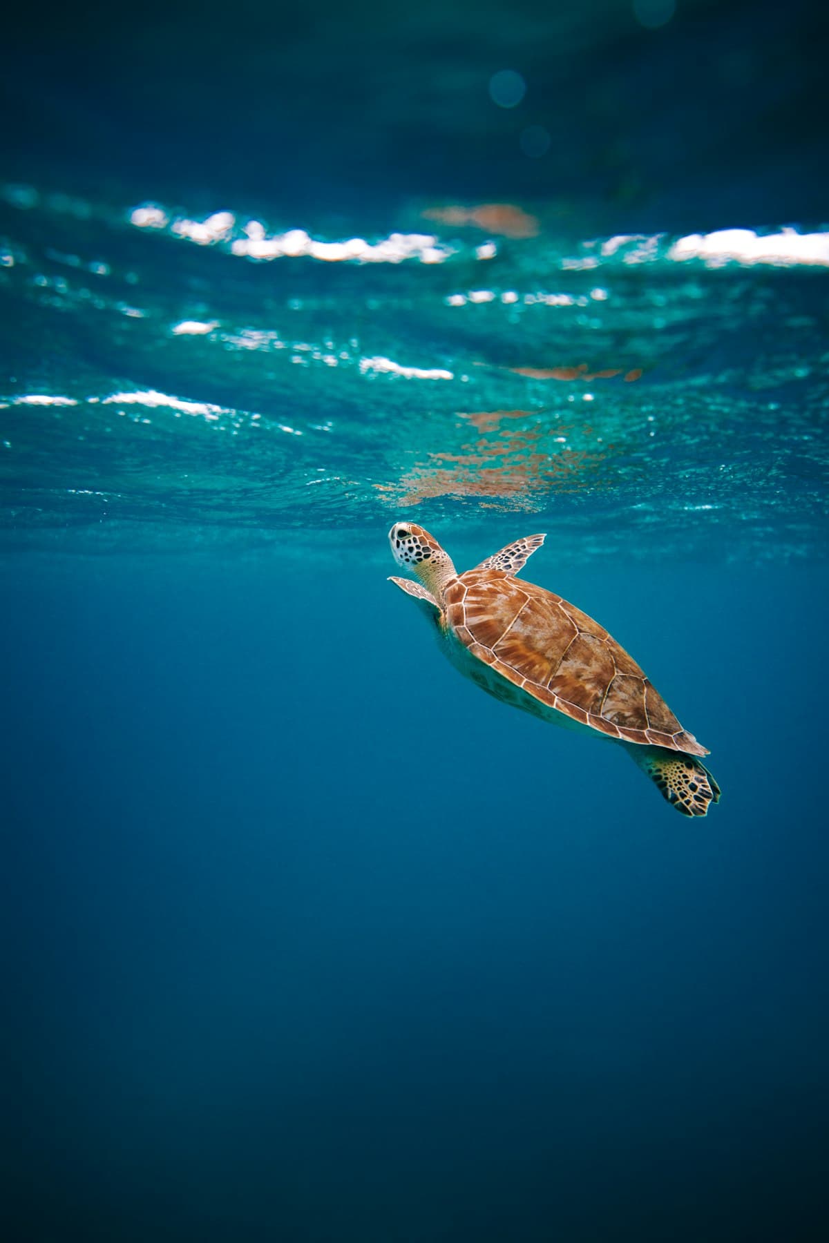Snorkeling group over coral reef